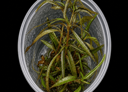 Tissue Culture - Hygrophila Angustifolia - Nano Tanks Australia