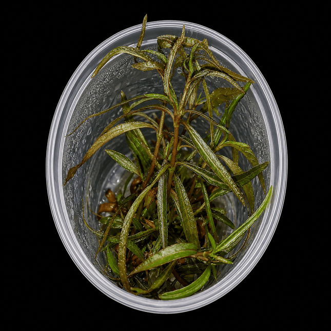 Tissue Culture - Hygrophila Angustifolia - Nano Tanks Australia