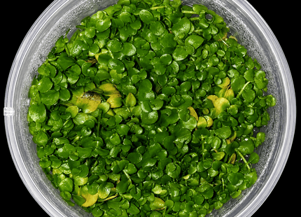 Tissue Culture - Micranthemum Umbrosum Monte Carlo - Nano Tanks Australia