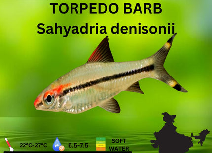 Torpedo Barb Sahyadria denisonii 3.5cm - Nano Tanks Australia Aquarium Shop