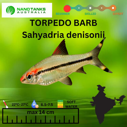 Torpedo Barb Sahyadria denisonii 3.5cm - Nano Tanks Australia Aquarium Shop