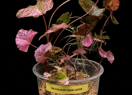 Tri Colour Lotus (Nymphaea micrantha) - Nano Tanks Australia