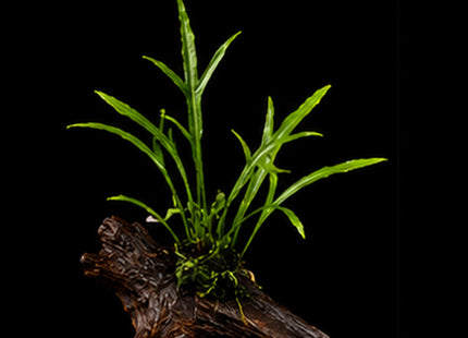 Trident Java Fern (Microsorum pteropus 'Trident') on Piece - Nano Tanks Australia