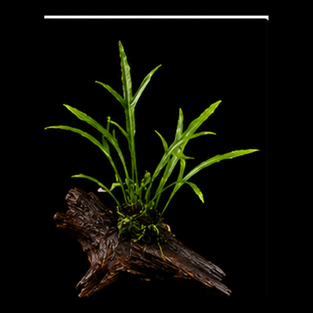 Trident Java Fern (Microsorum pteropus 'Trident') on Piece - Nano Tanks Australia