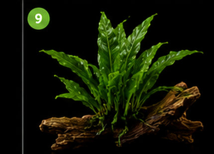 Trident Java Fern (Microsorum pteropus 'Trident') on Wood - Nano Tanks Australia
