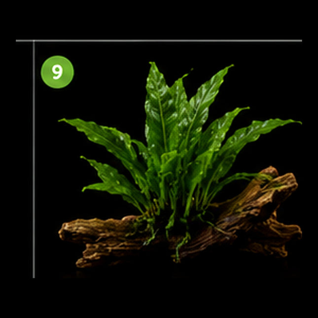 Trident Java Fern (Microsorum pteropus 'Trident') on Wood - Nano Tanks Australia