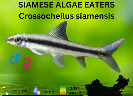 True Siamese Algae Eaters SAE - Nano Tanks Australia Aquarium Shop