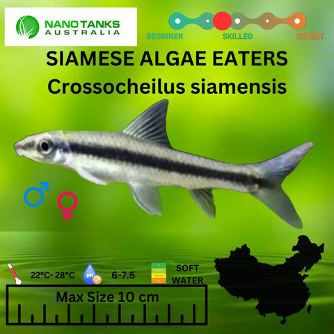 True Siamese Algae Eaters SAE - Nano Tanks Australia Aquarium Shop