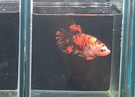 TT22 - Giant Koi Halfmoon Plakat Male Betta - Nano Tanks Australia