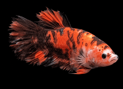 TT22 - Giant Koi Halfmoon Plakat Male Betta - Nano Tanks Australia