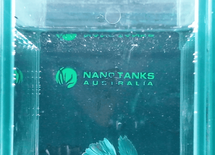 Turquoise Blue Long-Finned Male Betta - Nano Tanks Australia