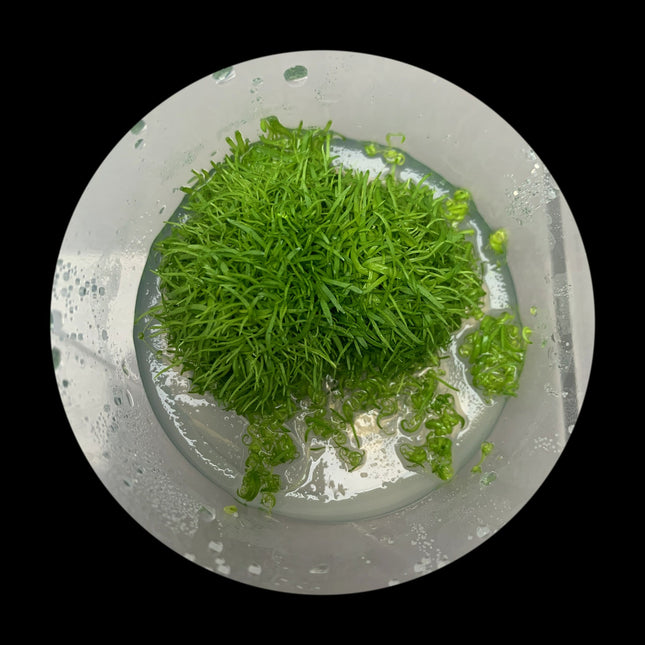 Utricularia graminifolia Tissue Culture - Nano Tanks Australia