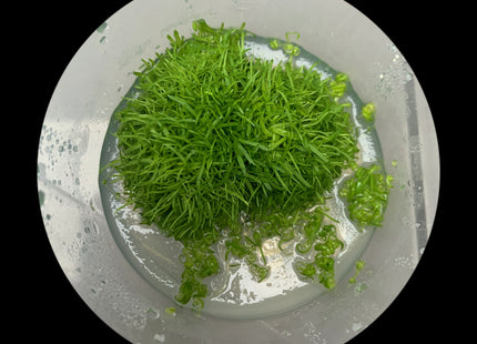 Utricularia graminifolia tissue culture