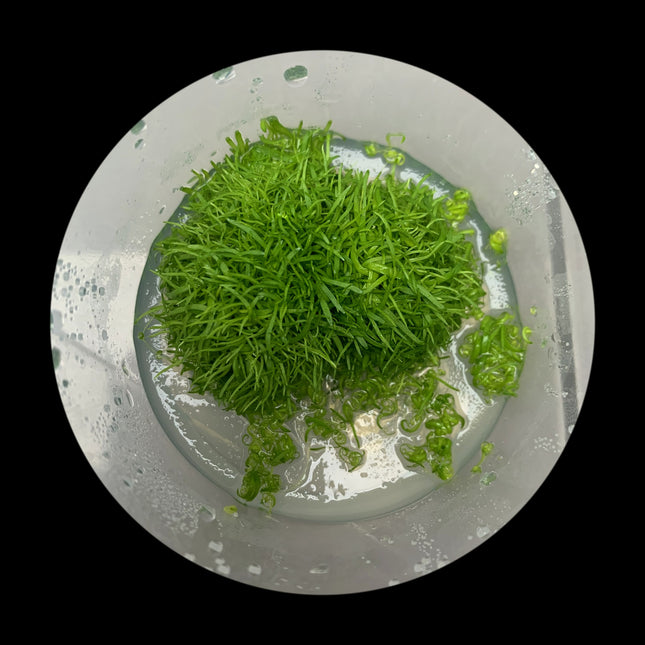 Utricularia graminifolia tissue culture