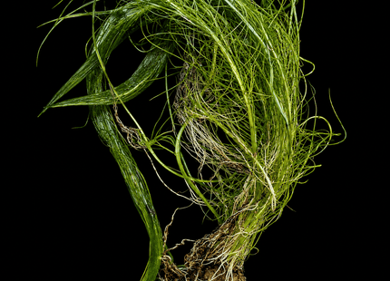Vallisneria rubra (formerly Maidenia rubra) - Nano Tanks Australia