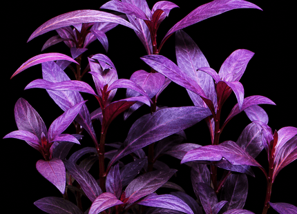 Violet (Alternanthera sessilis) Bunch - Nano Tanks Australia
