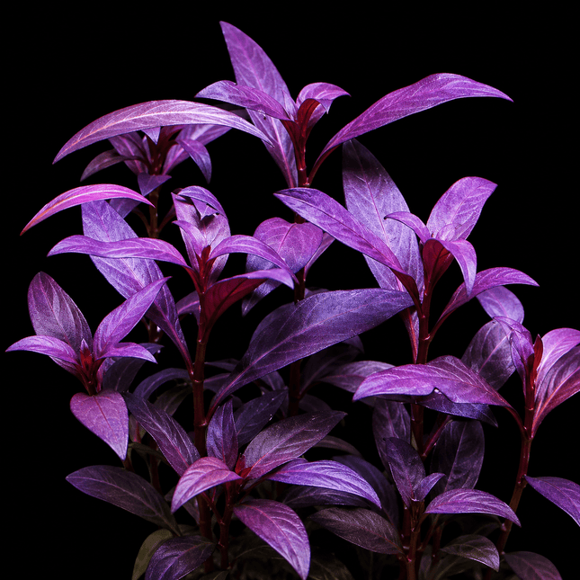 Violet (Alternanthera sessilis) Bunch - Nano Tanks Australia