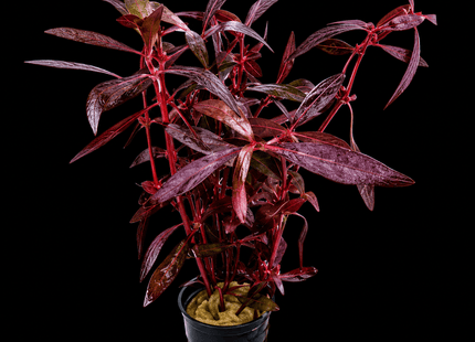 Violet 'Lantern' (Alternanthera sessilis) Bunch - Nano Tanks Australia