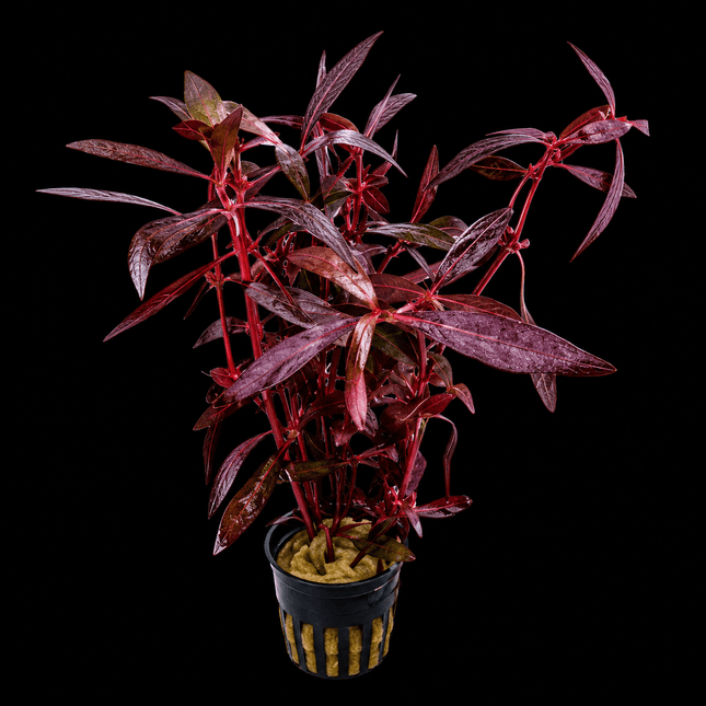 Violet 'Lantern' (Alternanthera sessilis) Bunch - Nano Tanks Australia