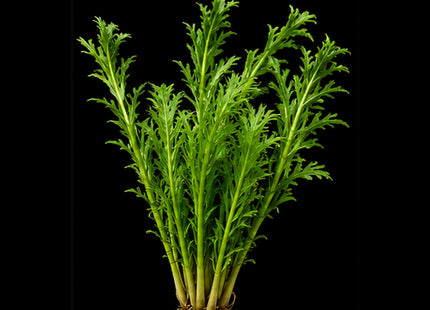 Water Wisteria (Hygrophila difformis) - Nano Tanks Australia