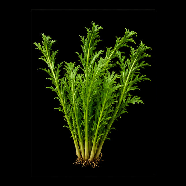 Water Wisteria (Hygrophila difformis) - Nano Tanks Australia