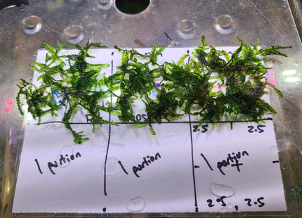 Weeping Moss 5x5cm - Nano Tanks Australia Aquarium Shop