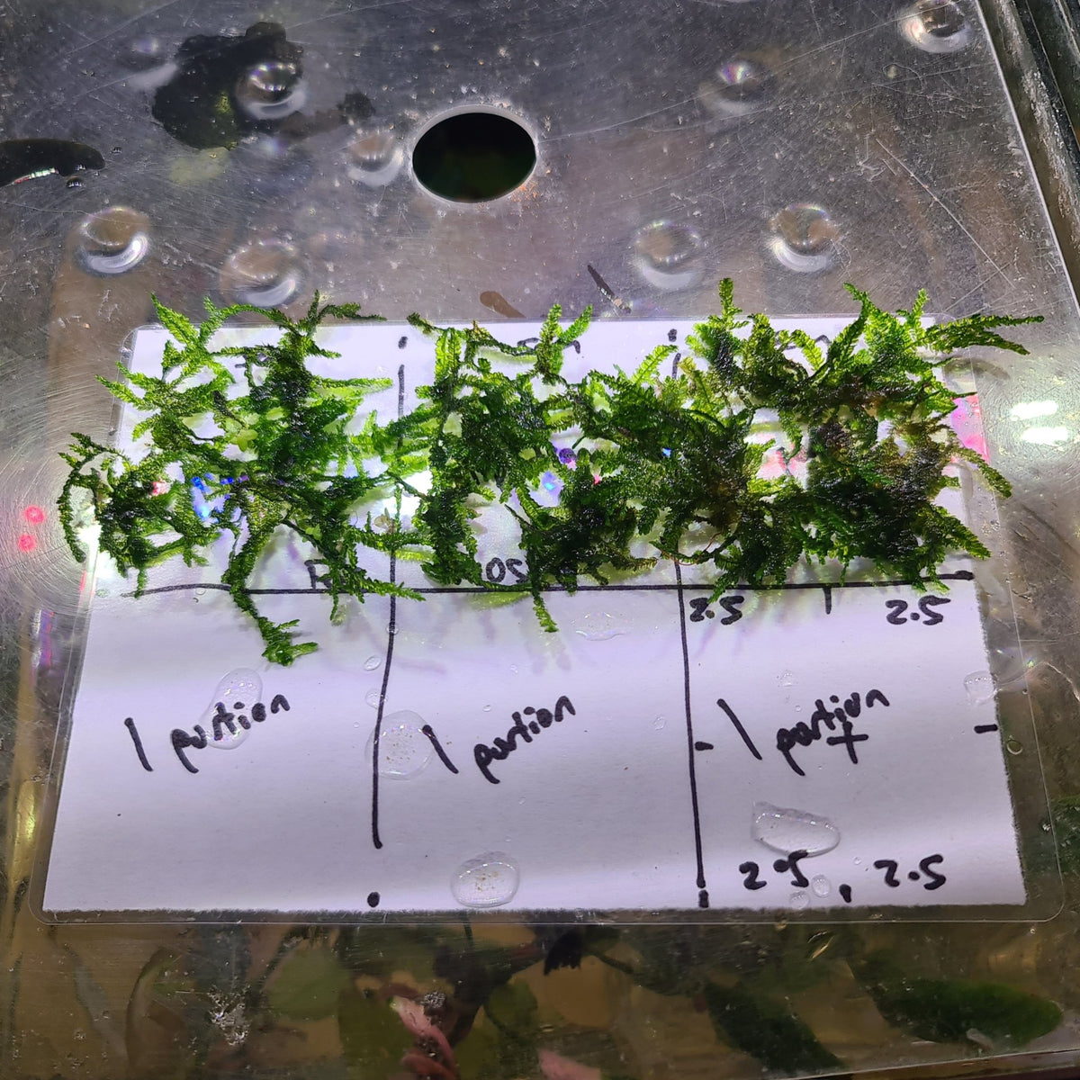 Weeping Moss 5x5cm - Nano Tanks Australia Aquarium Shop