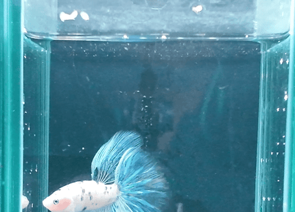 White and Blue Long-Finned Male Betta - Nano Tanks Australia