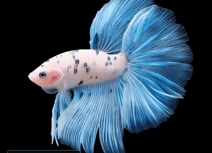 White and Blue Long-Finned Male Betta - Nano Tanks Australia