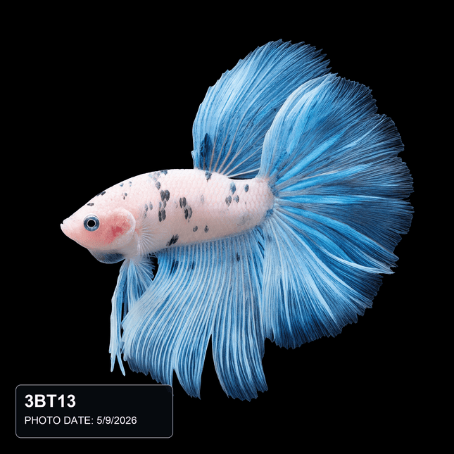 White and Blue Long-Finned Male Betta - Nano Tanks Australia