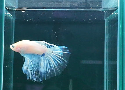 White and Blue Spotted Long-Finned Betta - Nano Tanks Australia