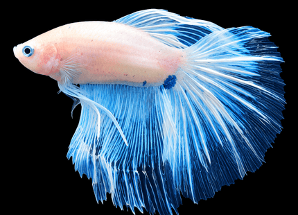 White and Blue Spotted Long-Finned Betta - Nano Tanks Australia