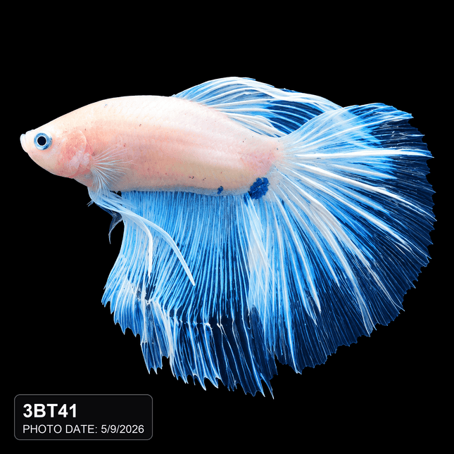 White and Blue Spotted Long-Finned Betta - Nano Tanks Australia