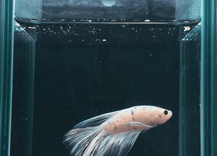 White and Dark-Spotted Long-Finned Betta - Nano Tanks Australia