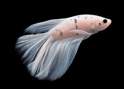 White and Dark-Spotted Long-Finned Betta - Nano Tanks Australia
