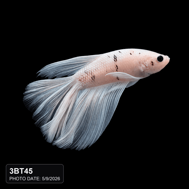 White and Dark-Spotted Long-Finned Betta - Nano Tanks Australia