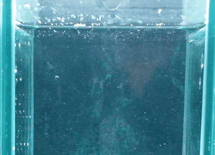 White and Turquoise Short-Finned Betta - Nano Tanks Australia