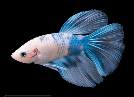 White and Turquoise Short-Finned Betta - Nano Tanks Australia