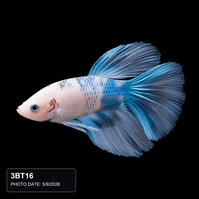White and Turquoise Short-Finned Betta - Nano Tanks Australia