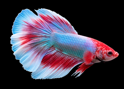 White, Blue and Red Long-Finned Betta - Nano Tanks Australia