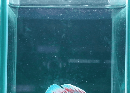 White, Blue and Red Long-Finned Betta - Nano Tanks Australia