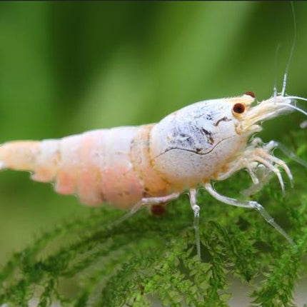 White Caridina Shrimps - Nano Tanks Australia Aquarium Shop