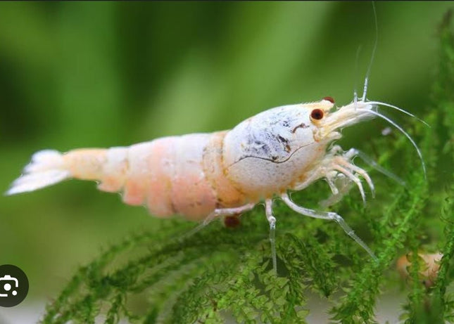 White Caridina Shrimps - Nano Tanks Australia Aquarium Shop