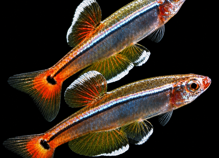 White Cloud Mountain Minnow (Tanichthys albonubes) 2-3cm - Nano Tanks Australia
