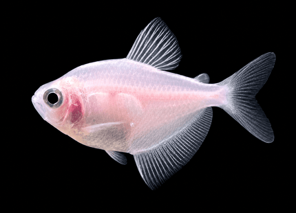 White Widow Tetra 2-4cm - Nano Tanks Australia