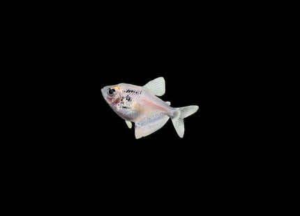 White Widow Tetra (Gymnocorymbus ternetzi) 3cm