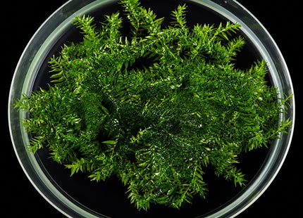 Willow Moss 5×5cm Portion - Nano Tanks Australia
