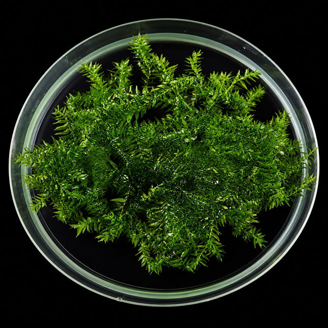 Willow Moss 5×5cm Portion - Nano Tanks Australia