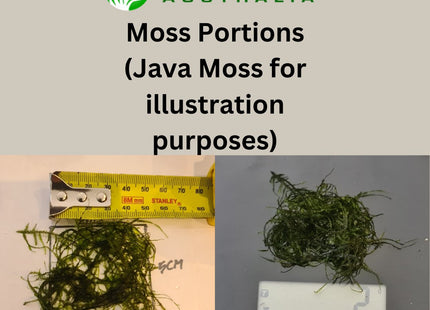 Willow Moss 5x5cm - Nano Tanks Australia Aquarium Shop