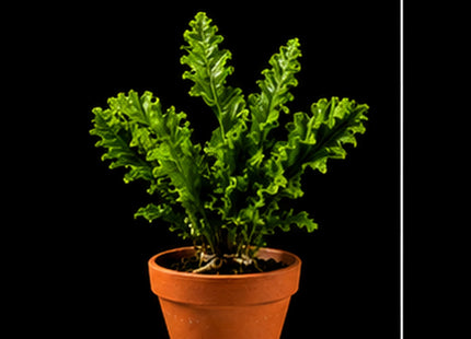 Windelov Crested Java Fern (Microsorum pteropus 'Windeløv') in Terracotta Pot - Nano Tanks Australia